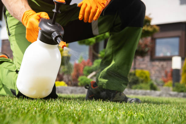 Best Wasp Removal Services  in White Center, WA