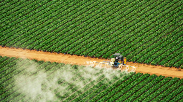Best Termite Control Services  in White Center, WA