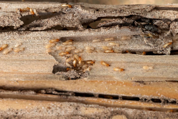 Best Bed Bug Extermination  in White Center, WA