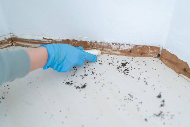 Pest Control for Restaurants in White Center, WA